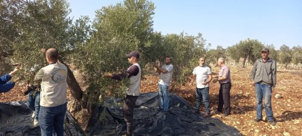 موسم قطف الزيتون في قرية جلبون، موسم 2024، نقلاً عن صفحة مجلس قروي جلبون
