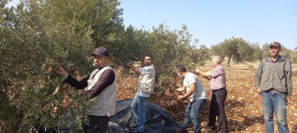 موسم قطف الزيتون في قرية جلبون، موسم 2024، نقلاً عن صفحة مجلس قروي جلبون