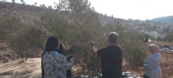 موسم قطف الزيتون في قرية جلبون، موسم 2024، نقلاً عن صفحة مجلس قروي جلبون