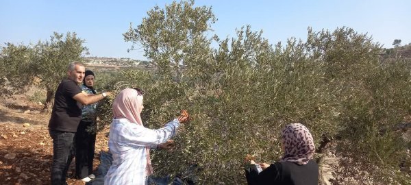 موسم قطف الزيتون في قرية جلبون، موسم 2024، نقلاً عن صفحة مجلس قروي جلبون