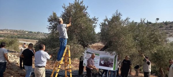 موسم قطف الزيتون في قرية جلبون، موسم 2024، نقلاً عن صفحة مجلس قروي جلبون