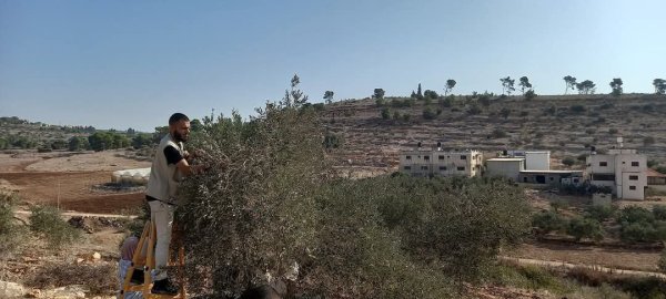 موسم قطف الزيتون في قرية جلبون، موسم 2024، نقلاً عن صفحة مجلس قروي جلبون