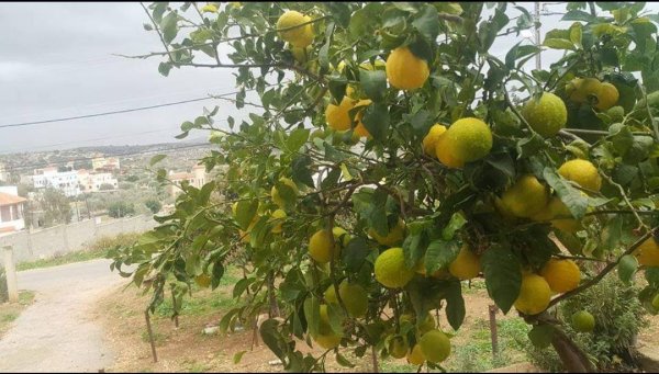 | موسوعة القرى الفلسطينية  | موسوعة القرى الفلسطينية