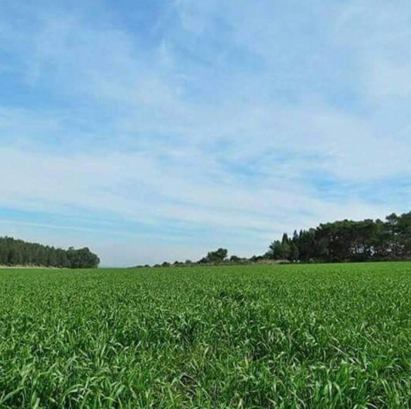 صور من قرية زلفة شمال غربي مدينة جنين وجنوب شرقي مدينة حيفا