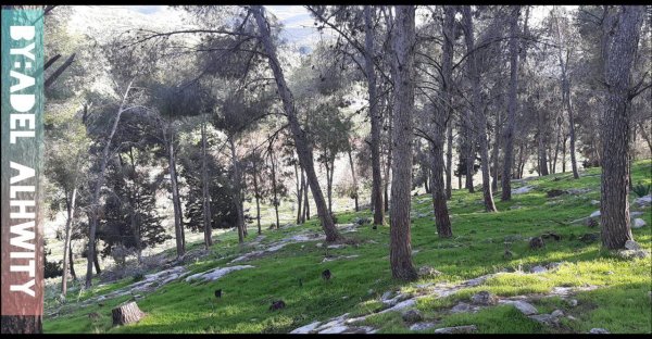 صور من وادي دعوق بعدسة عادل الحويطي