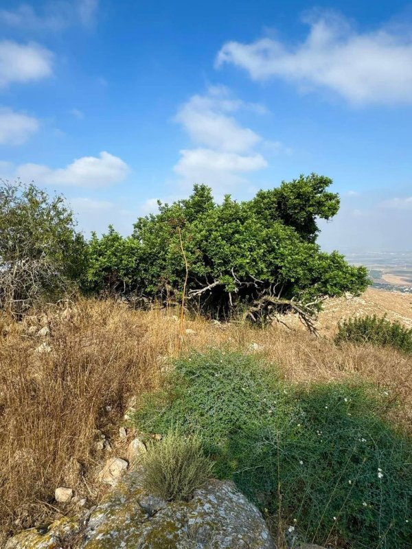 صور من قرية المزار المهجرة نقلا عن الأستاذ : سليمان بويرات