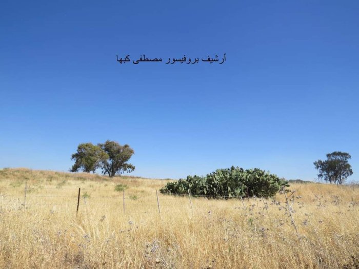 المْزَار  | موسوعة القرى الفلسطينية