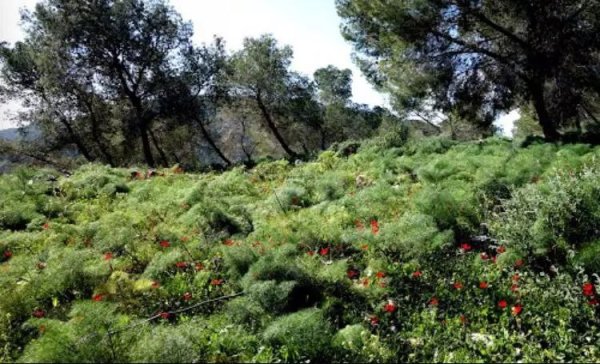  | موسوعة القرى الفلسطينية