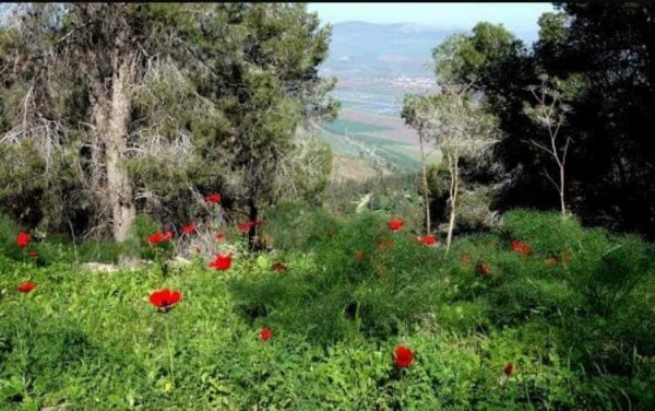  | موسوعة القرى الفلسطينية