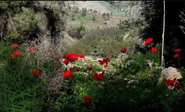  | موسوعة القرى الفلسطينية