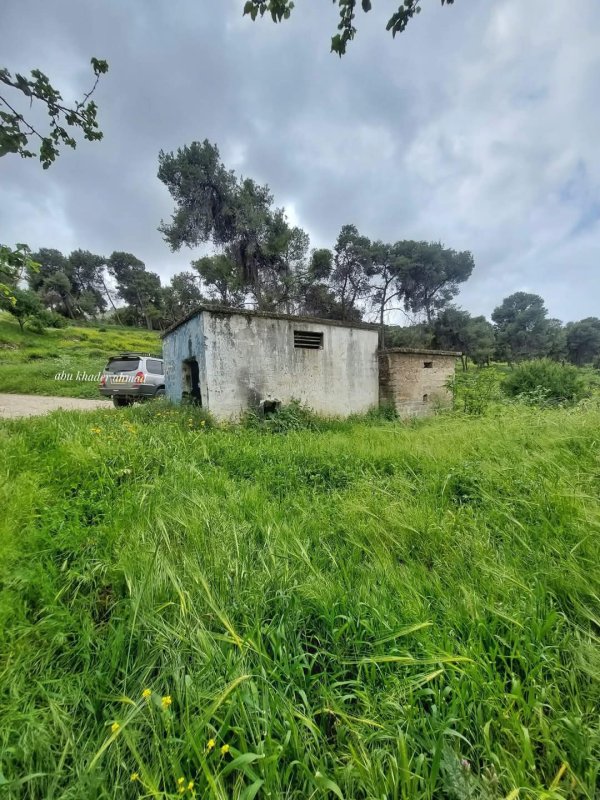 صور حديثة من قرية نورس المهجرة، بعدسة Abu Khader Ahmad Jbaren