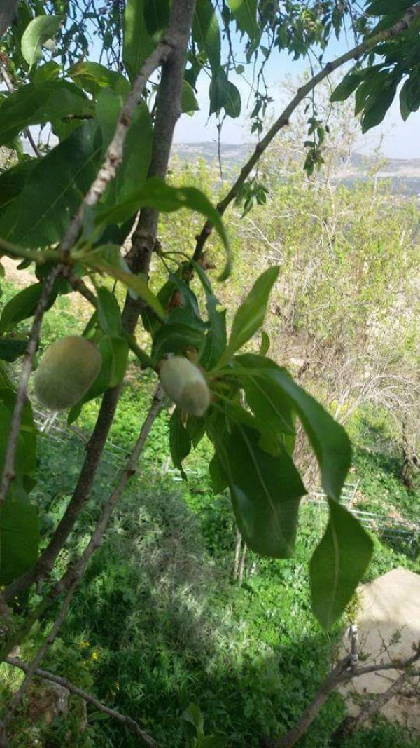  | موسوعة القرى الفلسطينية