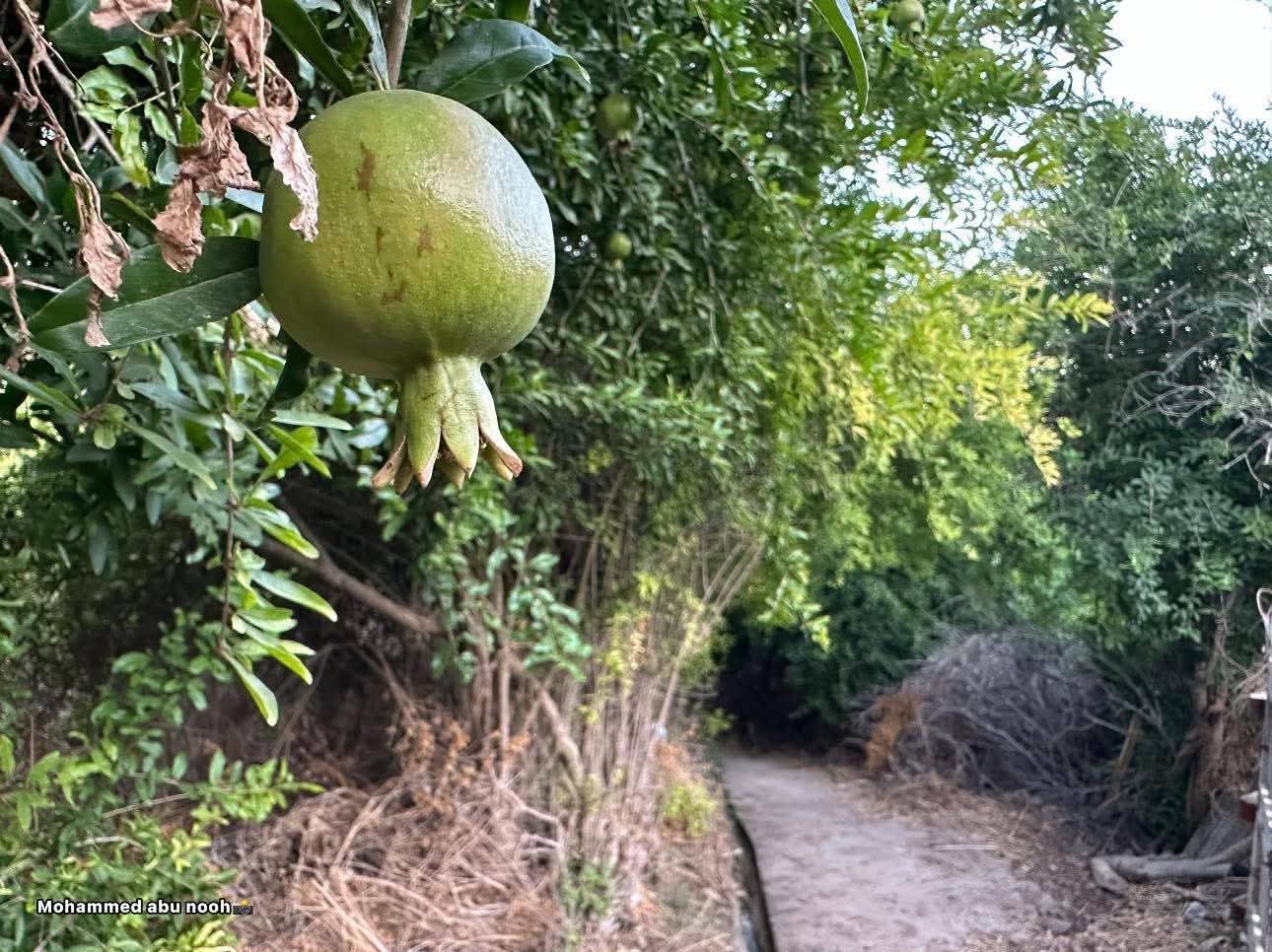  | موسوعة القرى الفلسطينية