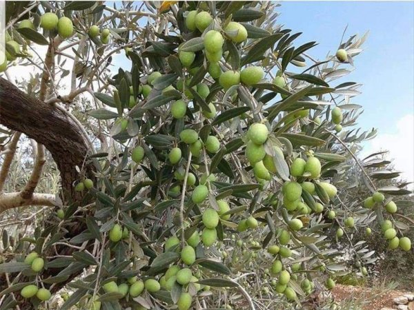  | موسوعة القرى الفلسطينية