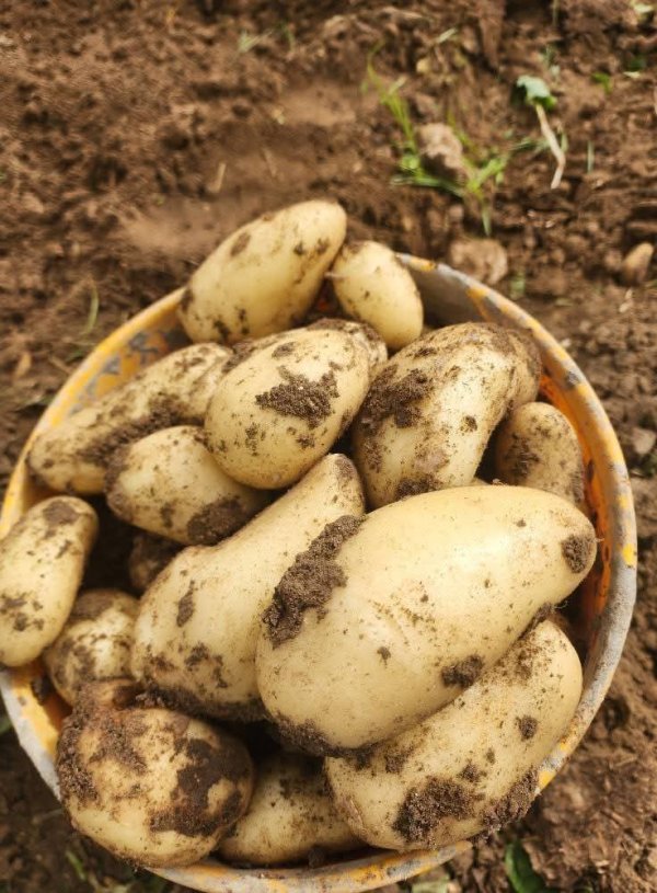 مزارع البطاطا البلديه في قرية بيت أمين محافظة قلقيليه  تصوير صهيب عمر