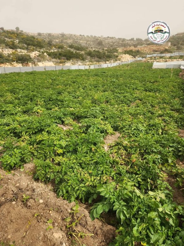 مزارع البطاطا البلديه في قرية بيت أمين محافظة قلقيليه  تصوير صهيب عمر