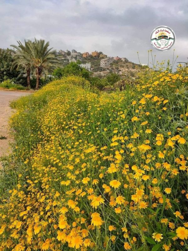 أجواء ربيع عام 2025 من أراضي بلدة بيت أمين في محافظة قلقيلية، نقلاً عن صفحة أبناء البلد