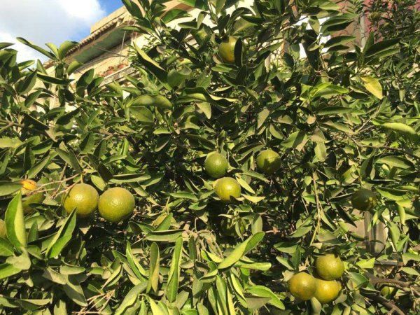  | موسوعة القرى الفلسطينية