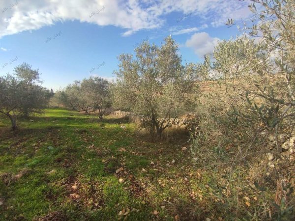 صور من عزبة جلعود جنوب شرقي مدينة قلقيلية