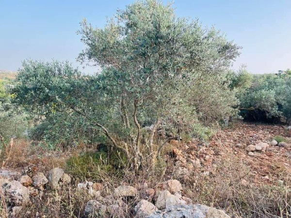 صور من عزبة جلعود جنوب شرقي مدينة قلقيلية