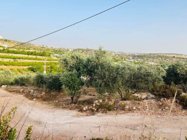 صور من عزبة جلعود جنوب شرقي مدينة قلقيلية