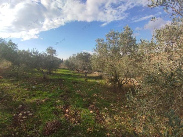 صور من عزبة جلعود جنوب شرقي مدينة قلقيلية