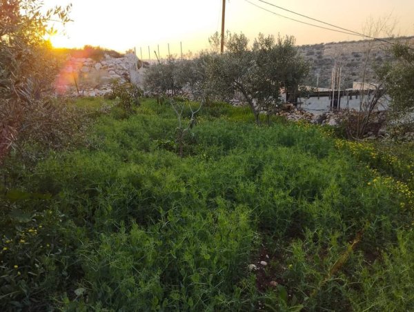 صور لقرية عزبة الأشقر جنوب شرقي قلقيلية