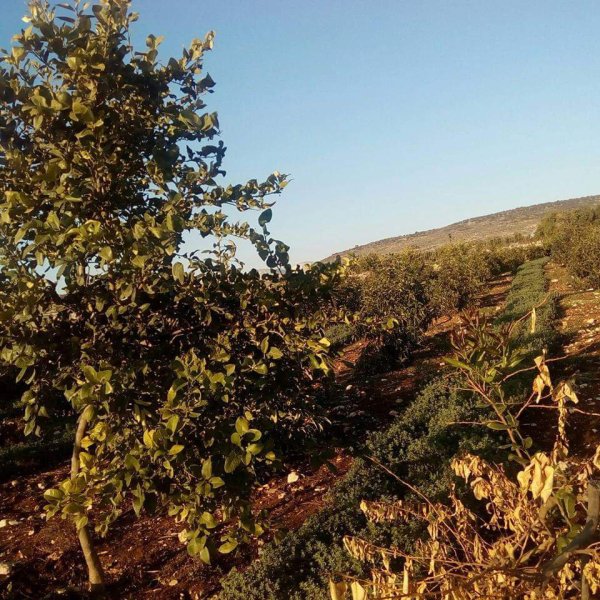  | موسوعة القرى الفلسطينية