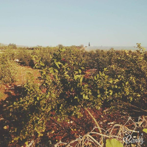  | موسوعة القرى الفلسطينية