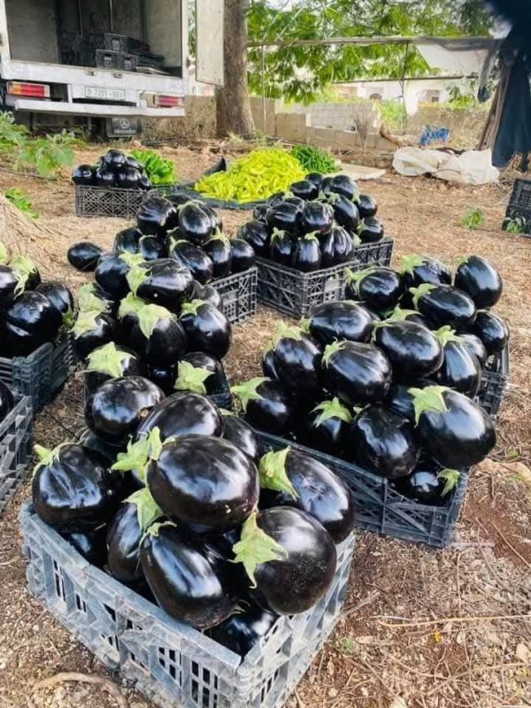  | موسوعة القرى الفلسطينية