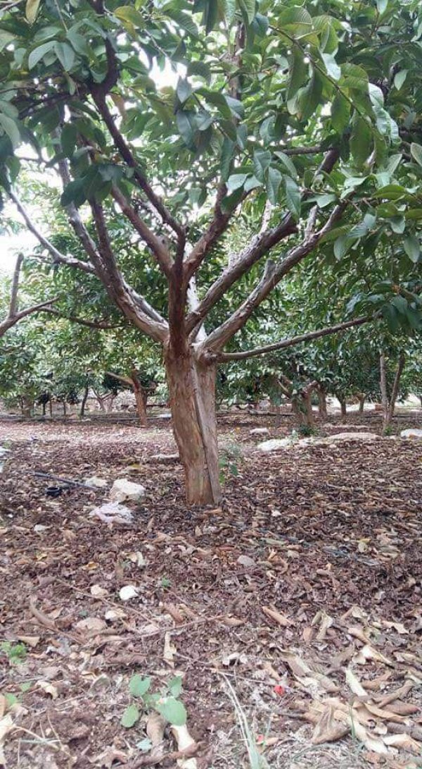  | موسوعة القرى الفلسطينية