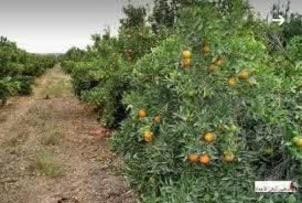 | موسوعة القرى الفلسطينية  | موسوعة القرى الفلسطينية