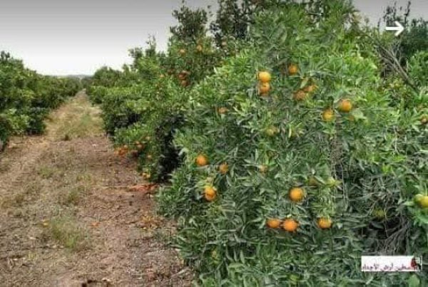 | موسوعة القرى الفلسطينية  | موسوعة القرى الفلسطينية