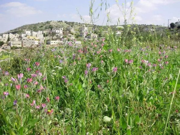  | موسوعة القرى الفلسطينية