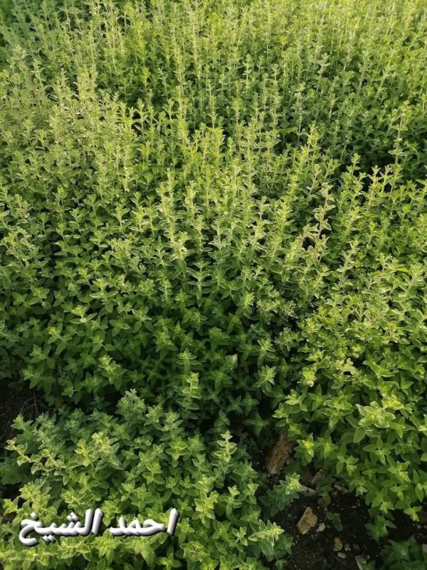 صور من قرية عزون عتمة جنوب قلقيلية، نقلاً عن صفحة أبناء البلد