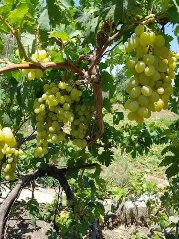 صور من قرية عزون عتمة جنوب قلقيلية، نقلاً عن صفحة أبناء البلد