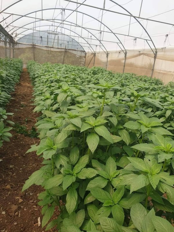 صور من قرية عزون عتمة جنوب قلقيلية، نقلاً عن صفحة أبناء البلد