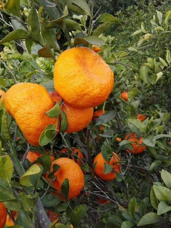 صور من قرية عزون عتمة جنوب قلقيلية، نقلاً عن صفحة أبناء البلد