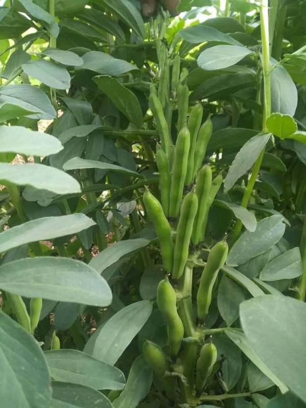 صور من قرية عزون عتمة جنوب قلقيلية، نقلاً عن صفحة أبناء البلد