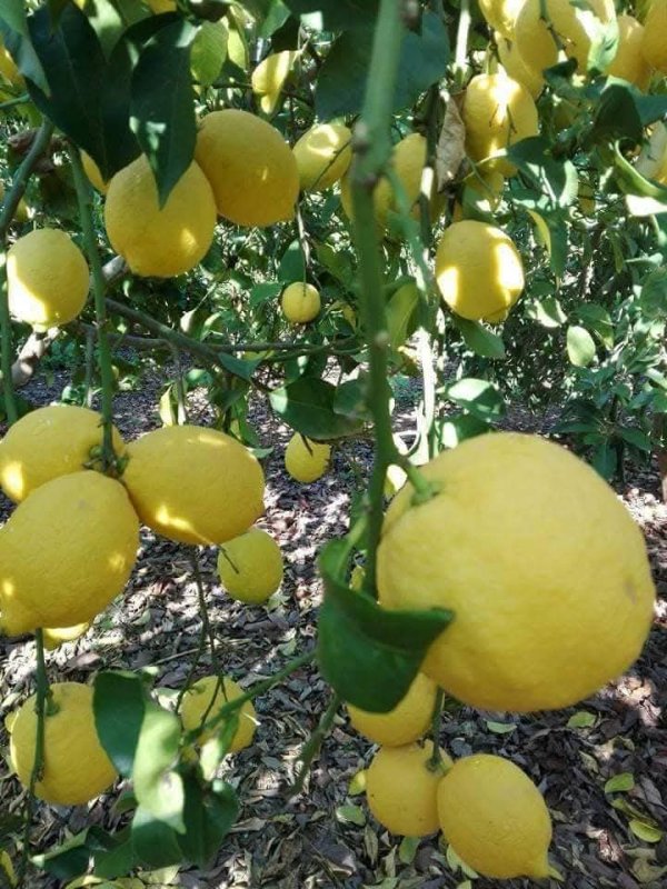 صور من قرية عزون عتمة جنوب قلقيلية، نقلاً عن صفحة أبناء البلد