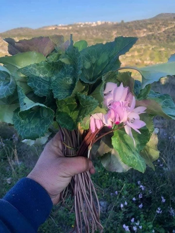 صور من قرية عزون عتمة جنوب قلقيلية، نقلاً عن صفحة أبناء البلد