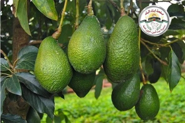 صور من قرية عزون عتمة جنوب قلقيلية، نقلاً عن صفحة أبناء البلد