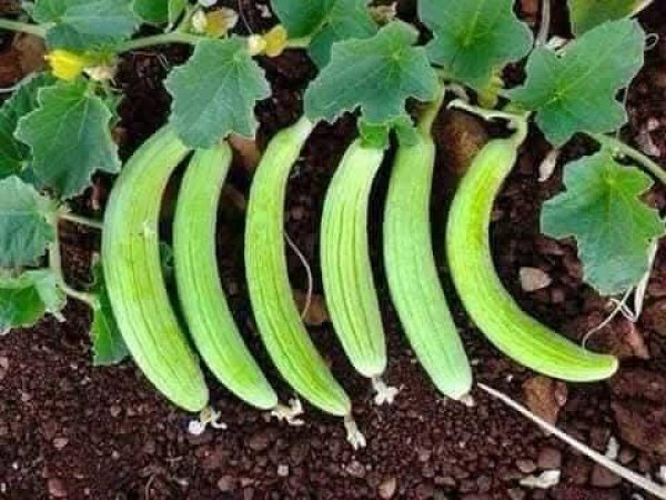 صور من قرية عزون عتمة جنوب قلقيلية، نقلاً عن صفحة أبناء البلد