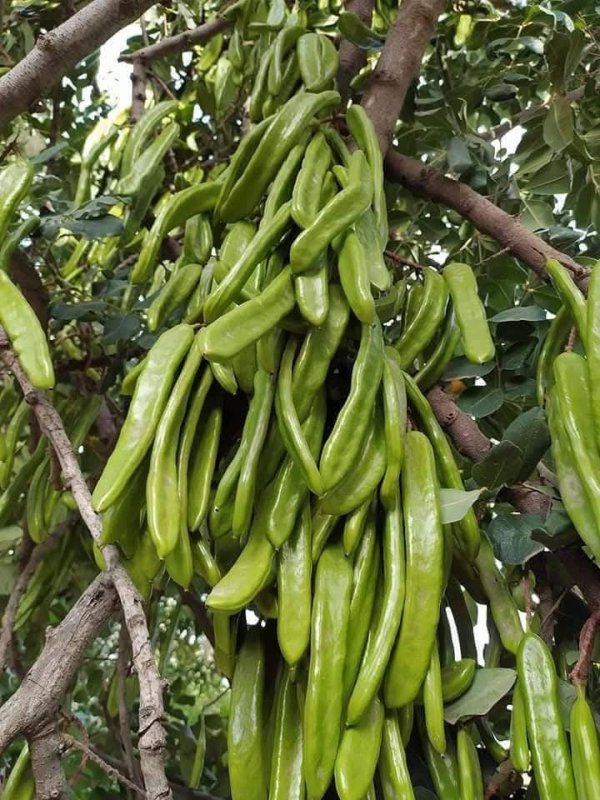 صور من قرية عزون عتمة جنوب قلقيلية، نقلاً عن صفحة أبناء البلد