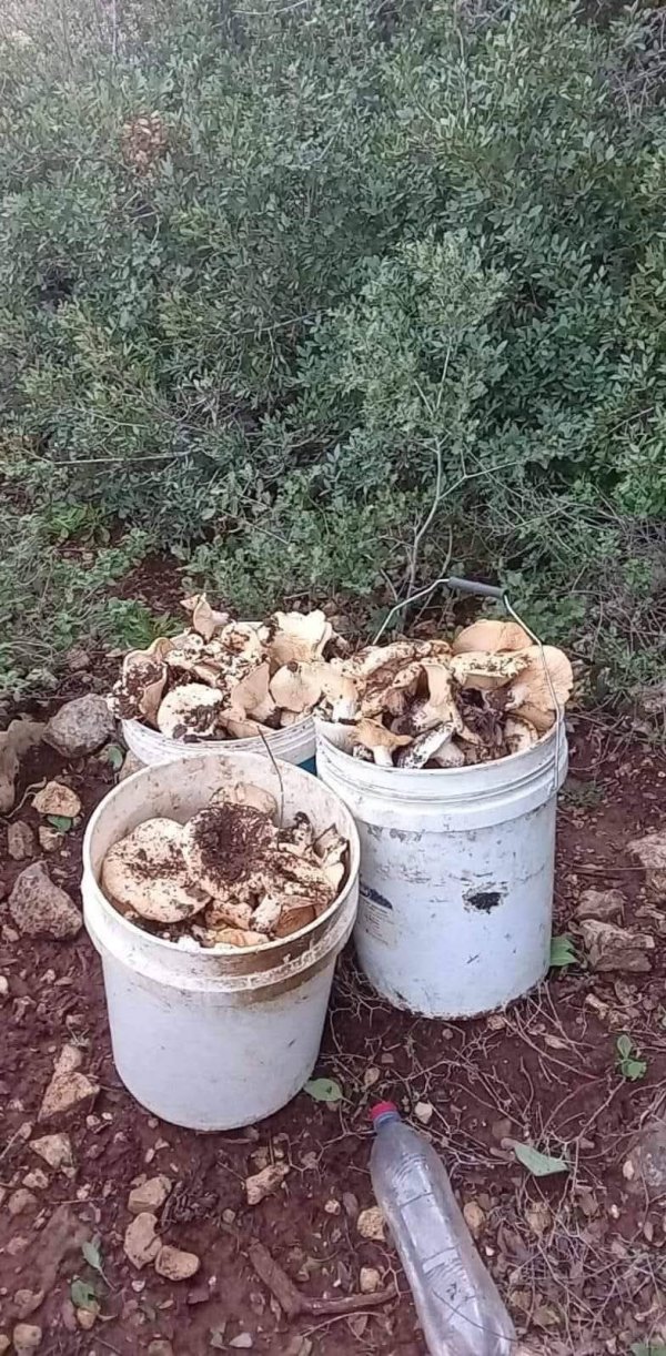 صور من قرية عزون عتمة جنوب قلقيلية، نقلاً عن صفحة أبناء البلد