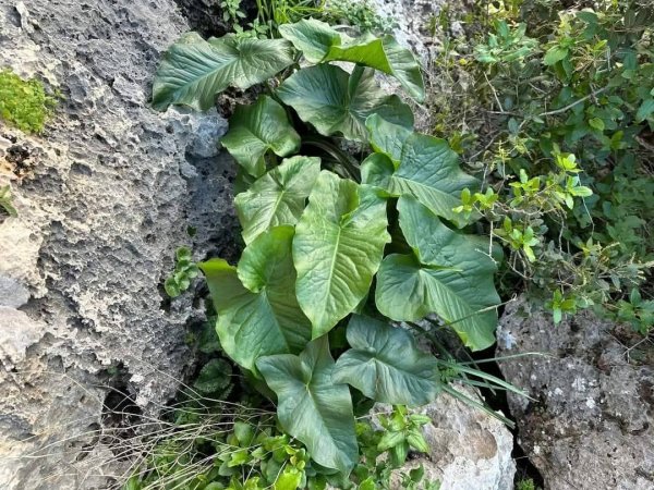 صور من قرية عزون عتمة جنوب قلقيلية، نقلاً عن صفحة أبناء البلد