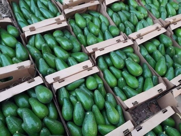 صور من قرية عزون عتمة جنوب قلقيلية، نقلاً عن صفحة أبناء البلد