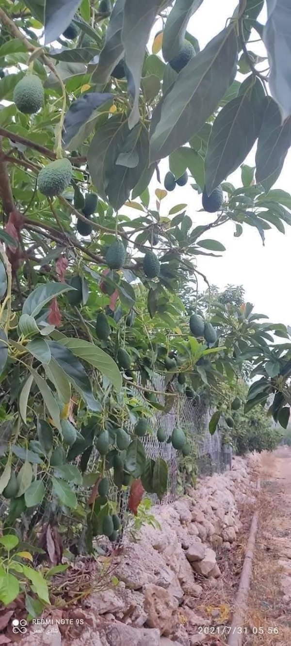 صور من قرية عزون عتمة جنوب قلقيلية، نقلاً عن صفحة أبناء البلد