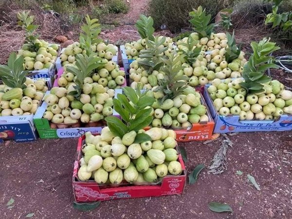 صور من قرية عزون عتمة جنوب قلقيلية، نقلاً عن صفحة أبناء البلد