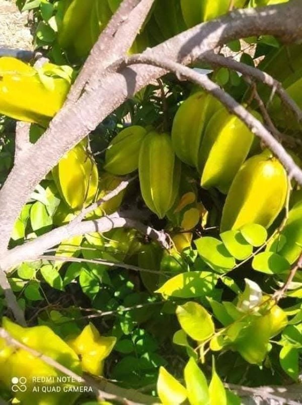 صور من قرية عزون عتمة جنوب قلقيلية، نقلاً عن صفحة أبناء البلد